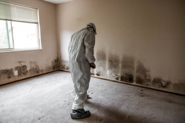 Best Basement Mold Removal  in USA